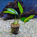 Sri Lanka Potted Anubias barteri barteri