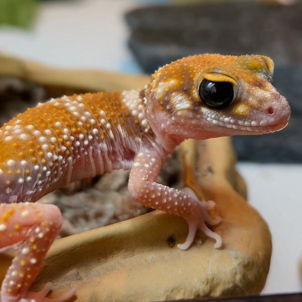 Lizard - Gecko - Thick Tailed Barking