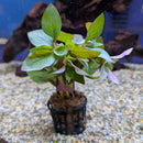 Sri Lanka Potted Alternanthera bettzickiana red