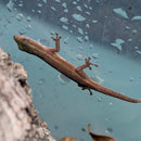 Lizard - Gecko - Cameroon Female