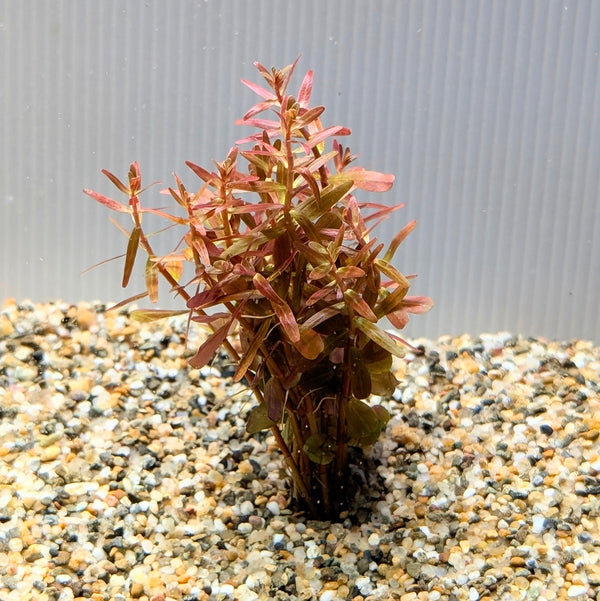 Bunch Plant - Rotala Vietnam H'ra