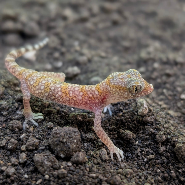 Lizard - Gecko - Elegant