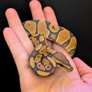 Snake - Ball Python - Orange Ghost Clown