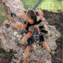 Tarantula - Mexican Fire Leg (boehmei)