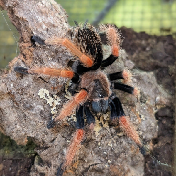 Tarantula - Mexican Fire Leg (boehmei)