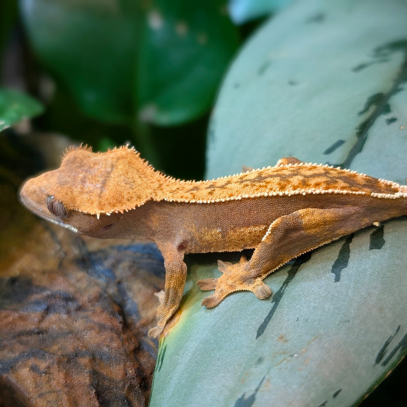 Lizard Gecko Crested – Aquariums West - Main Image