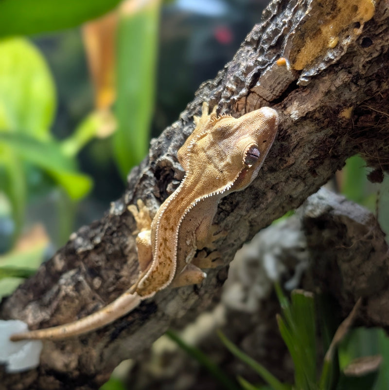 Lizard - Gecko - Crested