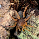 Spider - Trapdoor Red