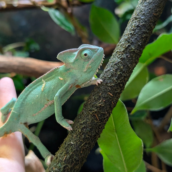 Lizard - Chameleon - Veiled Male Baby