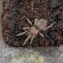 Tarantula - Curly Hair Spiderling