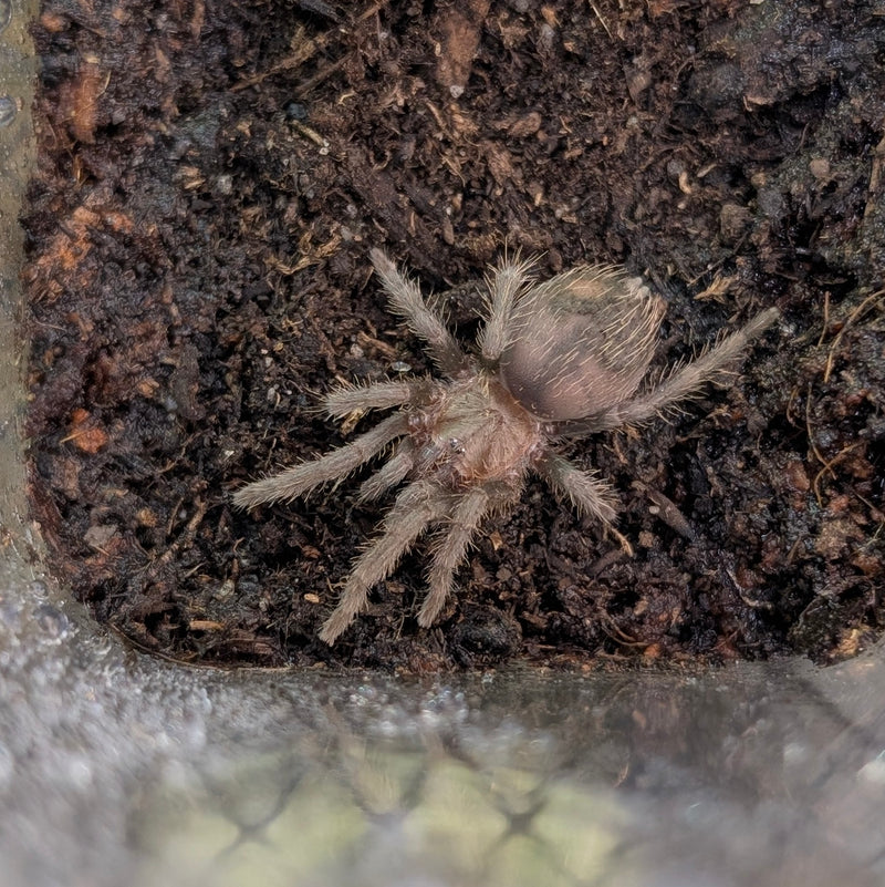 Tarantula - Curly Hair Spiderling