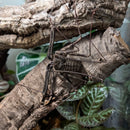 Scorpion - Tailless Whip African