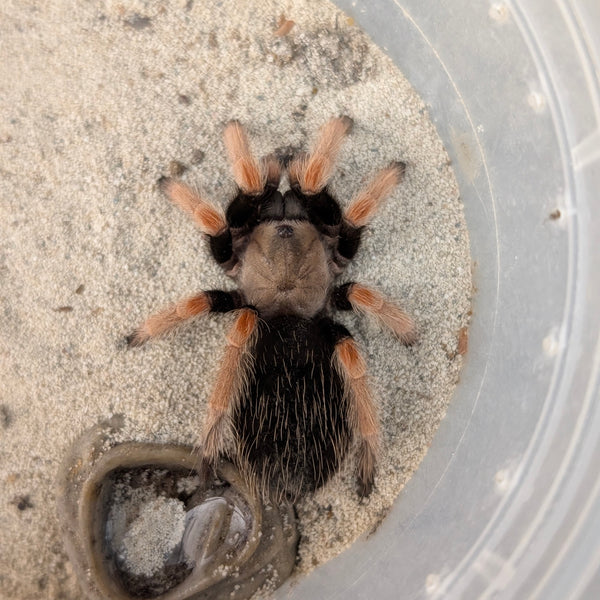Tarantula - Mexican Fire Leg (boehmei)