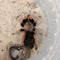Tarantula - Mexican Fire Leg (boehmei)