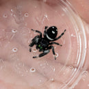 Spider - Regal Jumping (Male)