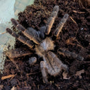 Tarantula - Thai Gold Fringe