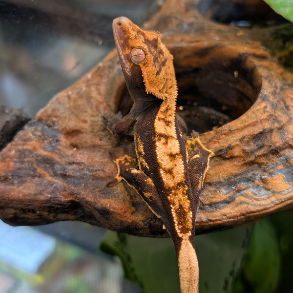 Lizard - Gecko - Crested