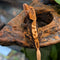 Lizard - Gecko - Crested
