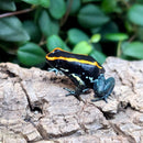 Amphibian - Frog - Dart - Golfodulcean Pair
