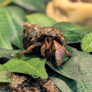 Crab - Purple Land Hermit