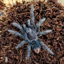 Tarantula - Haitian Birdeater