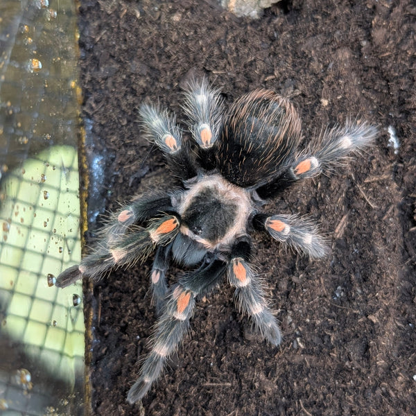 Tarantula - Mexican Flame Knee (auratum)