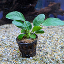 Sri Lanka Potted Anubias barteri Broad Leaf
