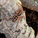 Tarantula - Pumpkin Patch Sling