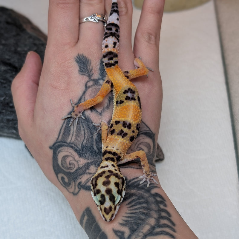 Lizard - Gecko - Leopard Firefox