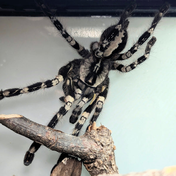 Tarantula -  Indian Ornamental Full Kit
