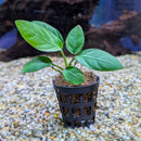Sri Lanka Potted Anubias barteri var. nana