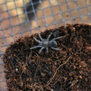 Tarantula - Curly Hair Spiderling