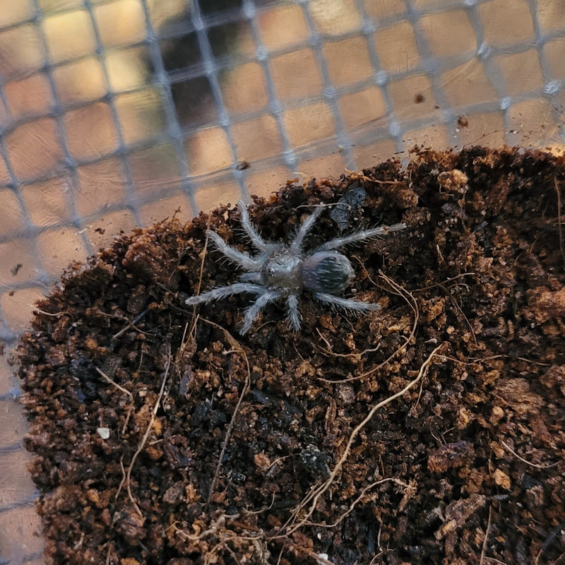 Tarantula - Curly Hair Spiderling