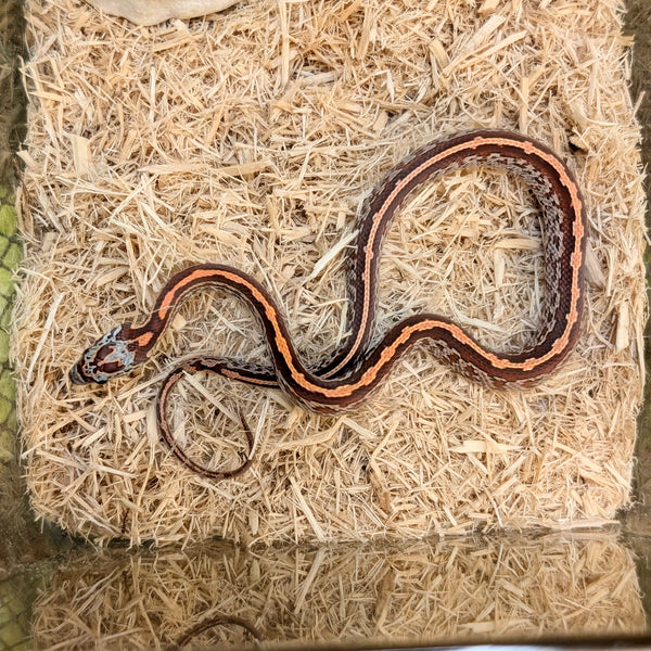 Snake - Corn - Fancy
