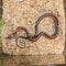 Snake - Corn - Fancy