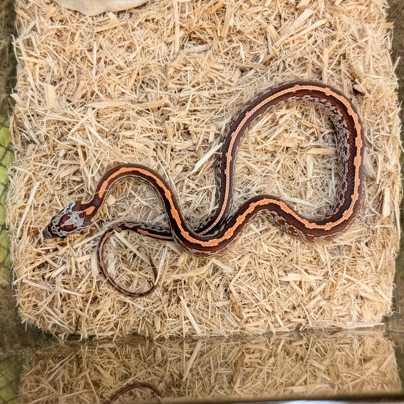 Snake - Corn - Fancy