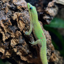 Lizard - Gecko - Gold Dust Day