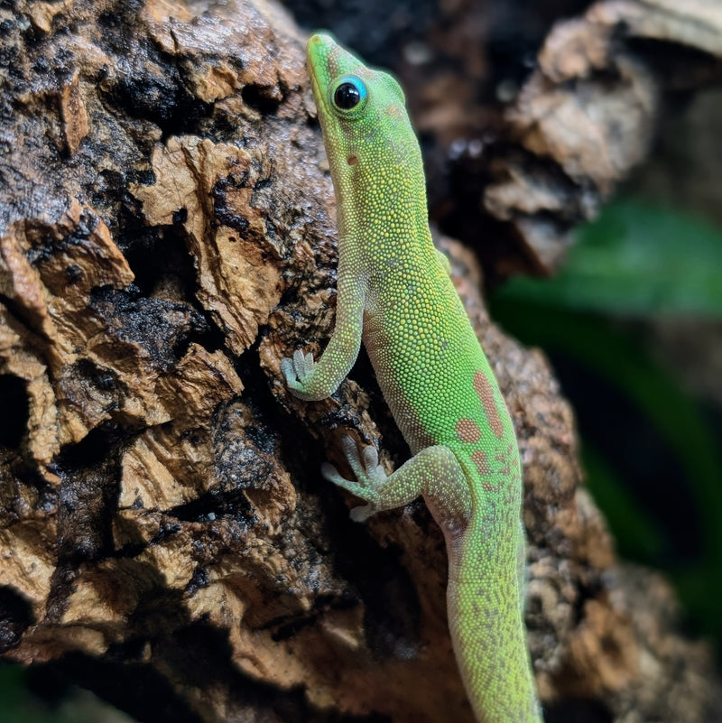 Lizard - Gecko - Gold Dust Day