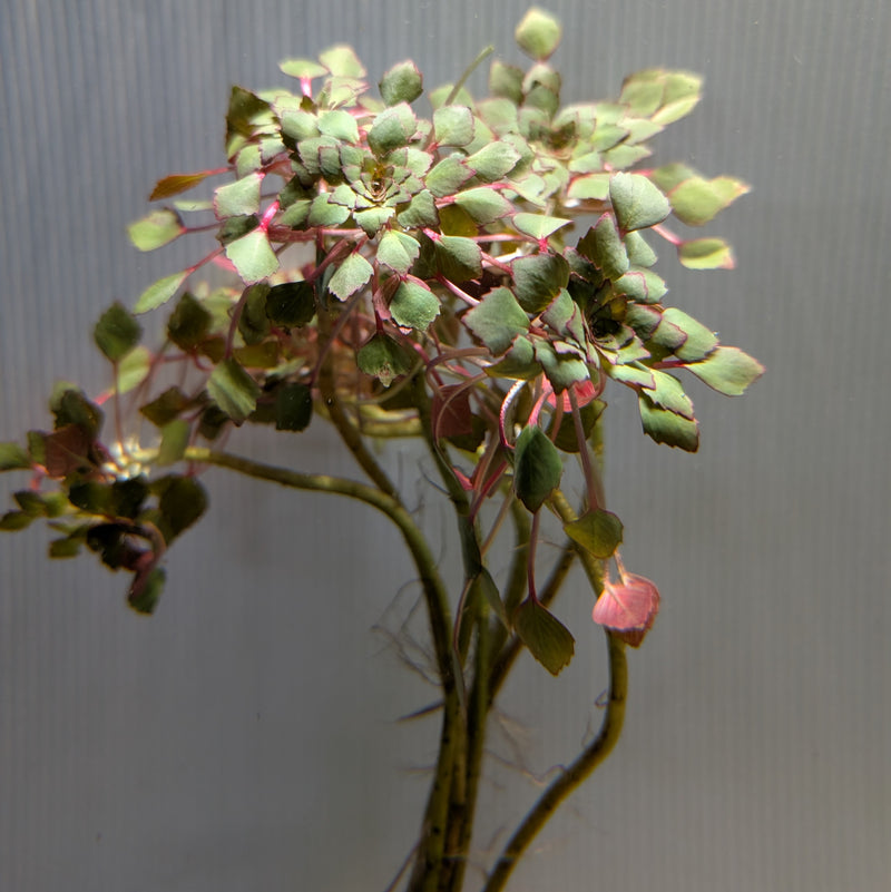 Bunch Plant - Ludwigia sedioides