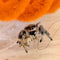 Spider - Regal Jumping Female