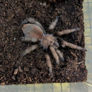 Tarantula - Desert Blonde