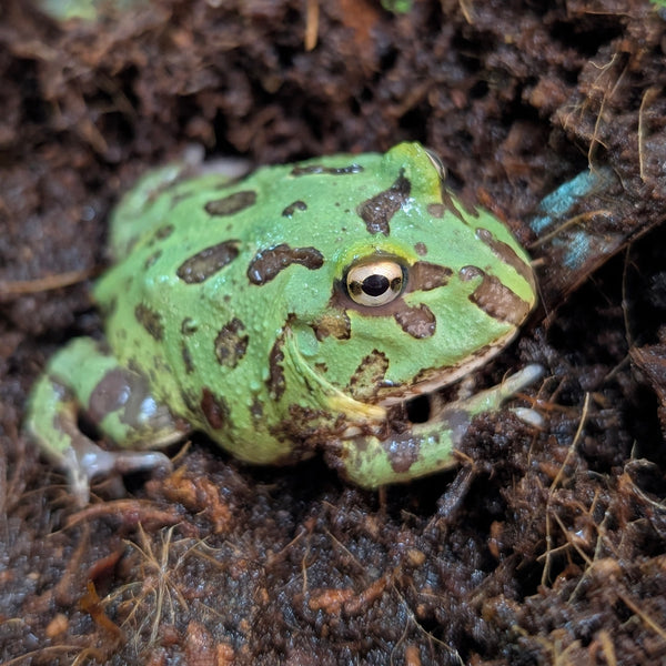 Amphibian - Frog - Pacman Peppermint