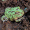 Amphibian - Frog - Pacman Peppermint