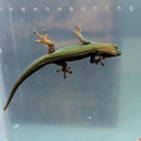 Lizard - Gecko - Electric Blue Day Female