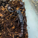 Scorpion - Asian Forest Blue