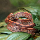 Snake - Corn - Fancy