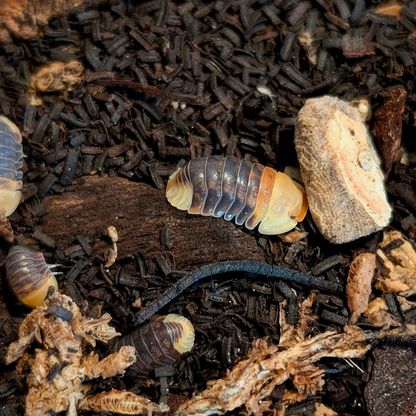 Isopod - Cubaris sp - Rubber Ducky (see description)