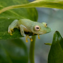 Amphibian - Frog - Northern Glass