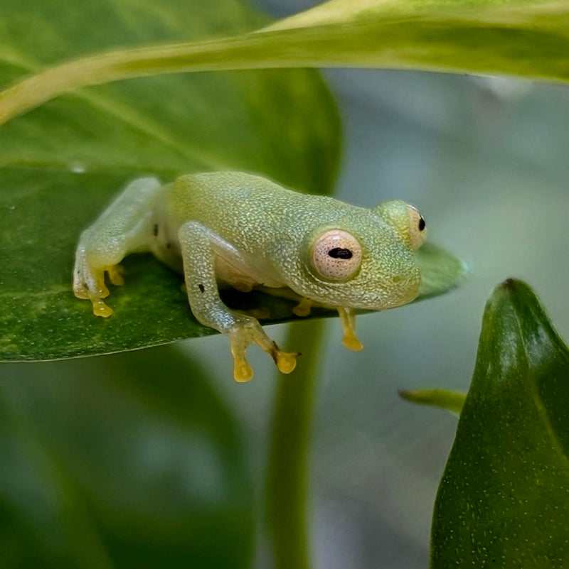 Amphibian - Frog - Northern Glass