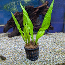 Sri Lanka Potted Microsorum pteropus